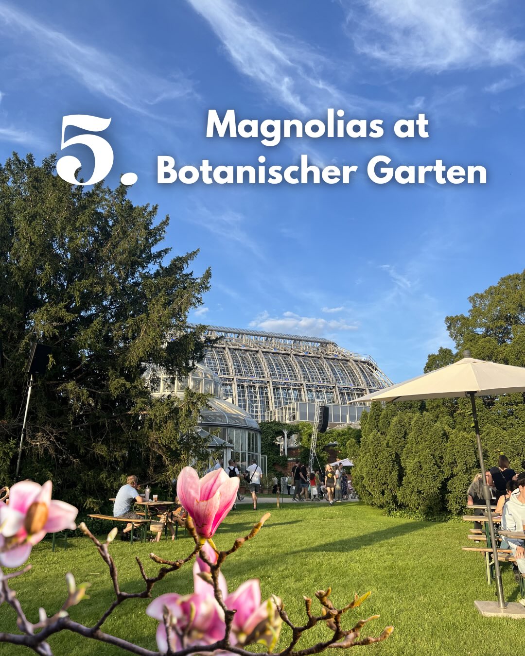 Magnolias at Botanischer Garten
