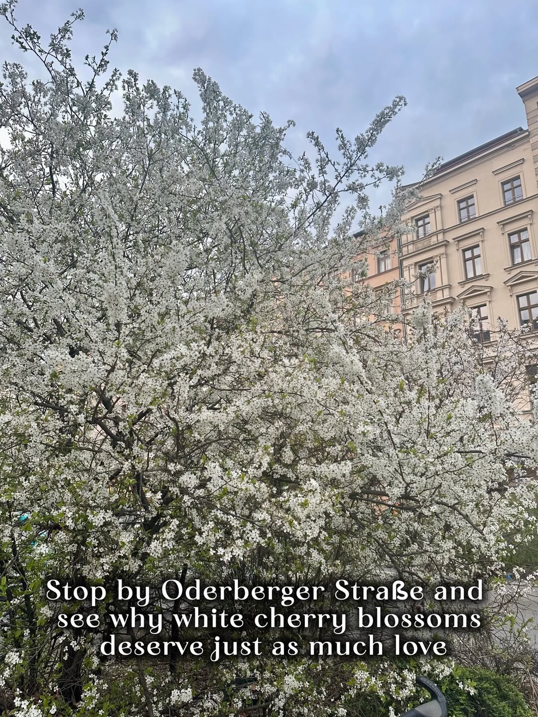 Stop by Oderberger Straße and see why white cherry blossoms deserve just as much love